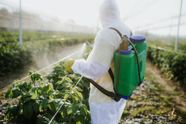 Wasp Removal Services in Wekiwa Springs, FL